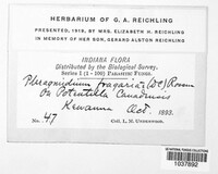 Phragmidium fragariae image